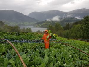Market gardener in Hardanger, Norway 